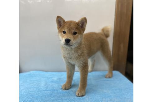 販売中の長野県の柴犬-391973の3枚目