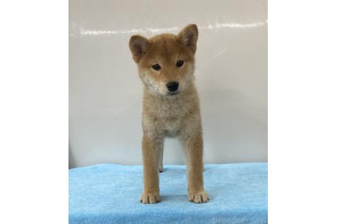 販売中の長野県の柴犬-391973の2枚目