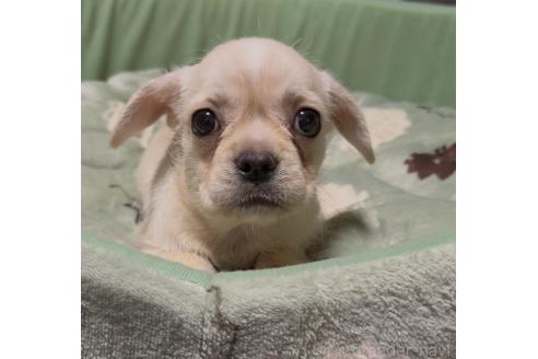 販売中の奈良県のミックス犬-391975の4枚目