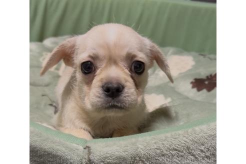 販売中の奈良県のミックス犬-391975の3枚目