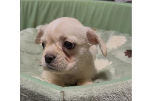 販売中の奈良県のミックス犬-391975の2枚目