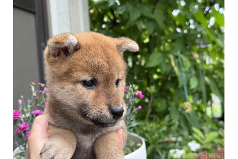 販売中の岡山県の柴犬-391976の5枚目