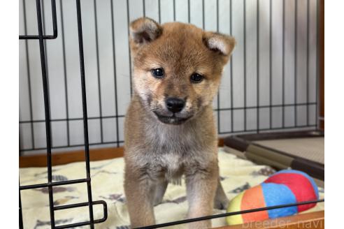 販売中の岡山県の柴犬-391976の4枚目