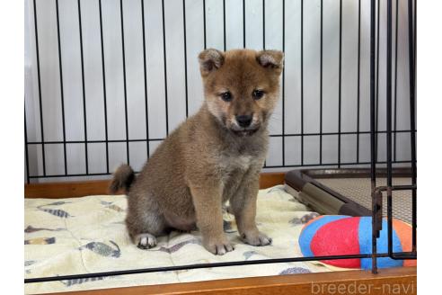 販売中の岡山県の柴犬-391976の3枚目