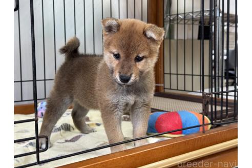 販売中の岡山県の柴犬-391976の2枚目