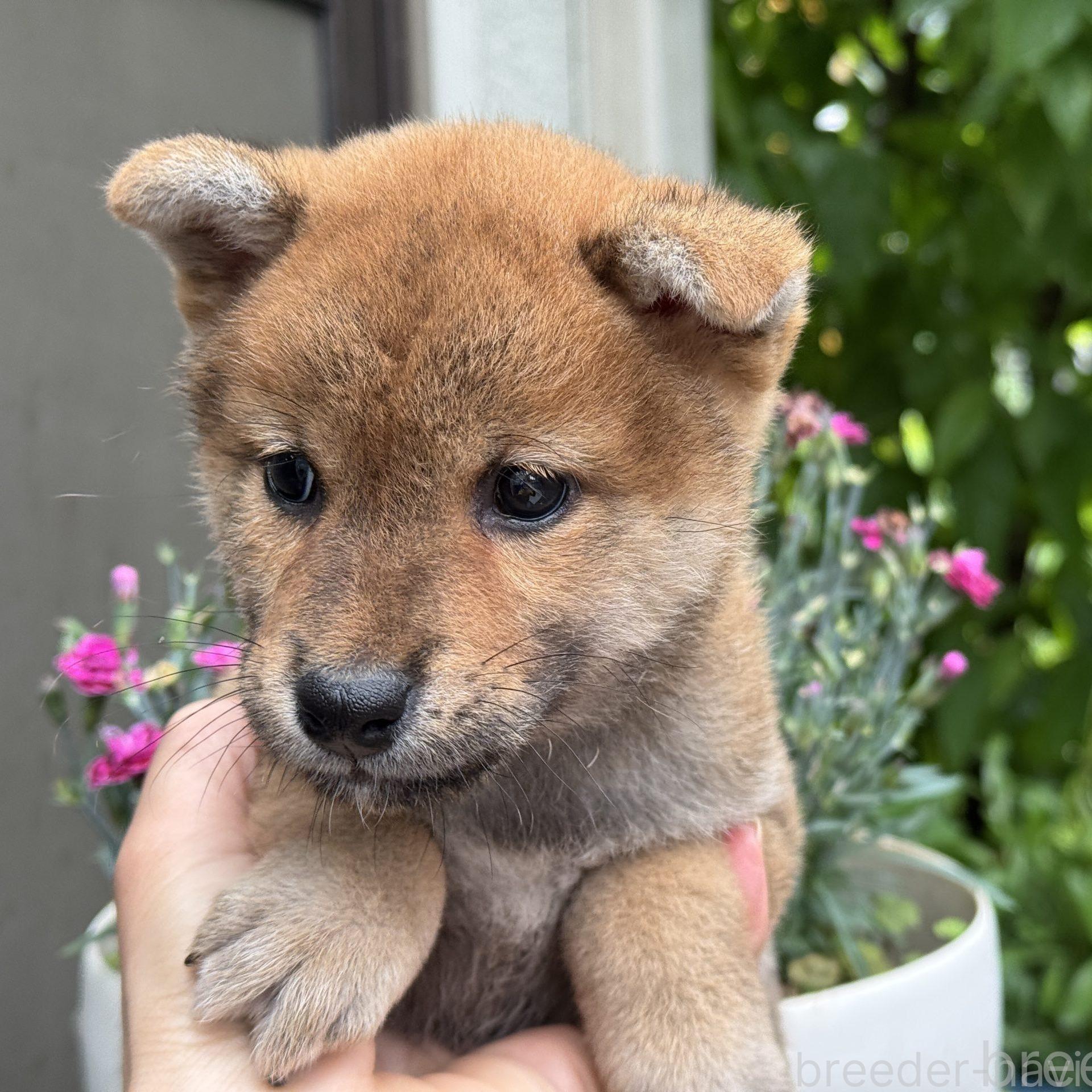 販売中の岡山県の柴犬-391976の1枚目