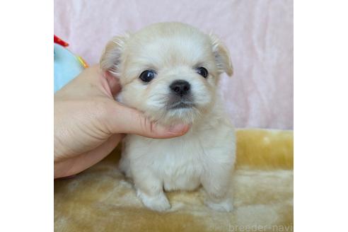販売中の宮城県のチワワ(ロングコート)-391869の2枚目