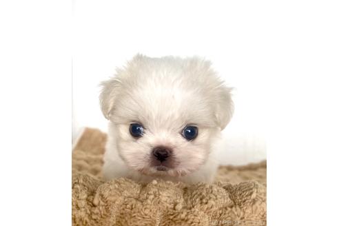 販売中の北海道のミックス犬-391988