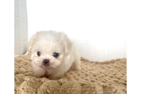 販売中の北海道のミックス犬-391988の11枚目