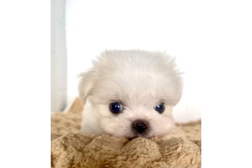 販売中の北海道のミックス犬-391988の10枚目