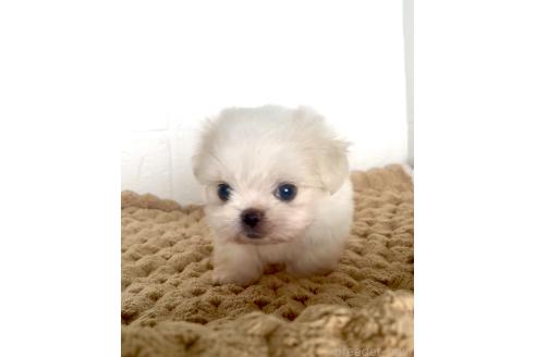 販売中の北海道のミックス犬-391988の9枚目
