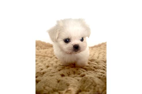 販売中の北海道のミックス犬-391988の8枚目