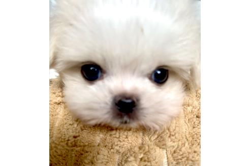 販売中の北海道のミックス犬-391988の7枚目