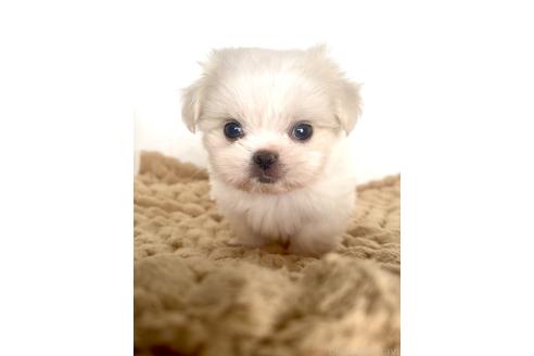 販売中の北海道のミックス犬-391988の6枚目