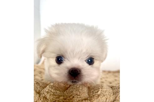 販売中の北海道のミックス犬-391988の5枚目