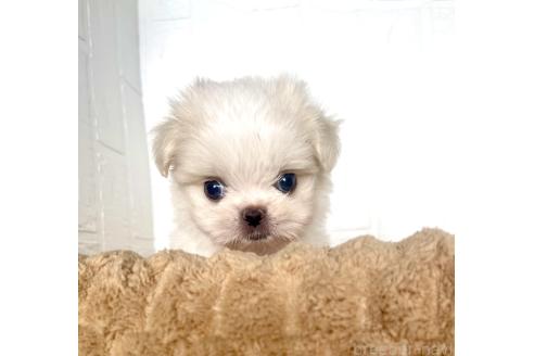 販売中の北海道のミックス犬-391988の4枚目