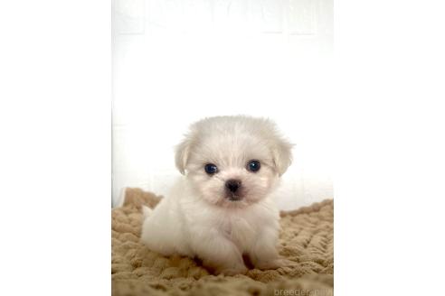 販売中の北海道のミックス犬-391988の2枚目