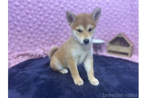 販売中の茨城県の柴犬-390326の19枚目