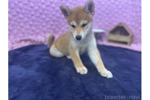 販売中の茨城県の柴犬-390326の18枚目