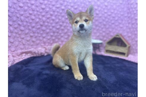販売中の茨城県の柴犬-390326の17枚目