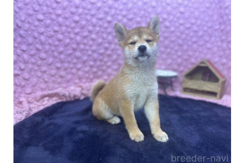 販売中の茨城県の柴犬-390326の15枚目