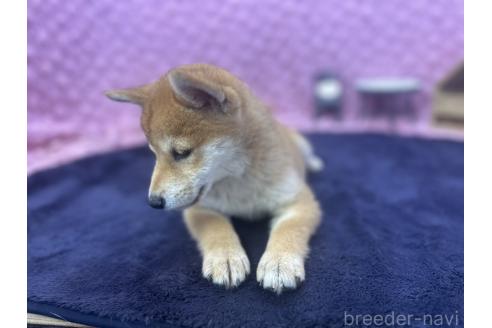 販売中の茨城県の柴犬-390326の16枚目