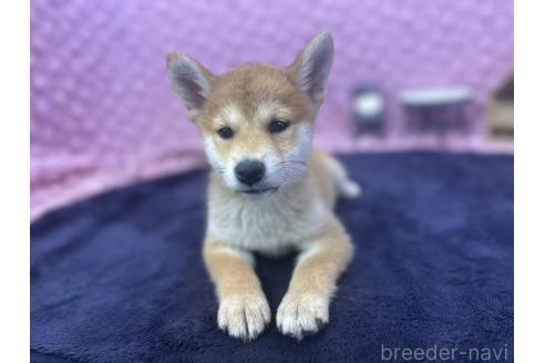 販売中の茨城県の柴犬-390326の14枚目