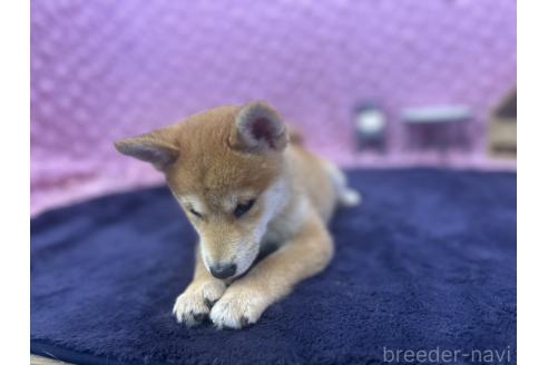 販売中の茨城県の柴犬-390326の13枚目