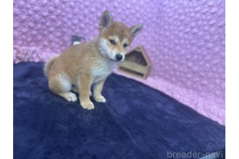 販売中の茨城県の柴犬-390326の12枚目