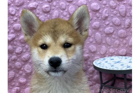 販売中の茨城県の柴犬-390326の11枚目