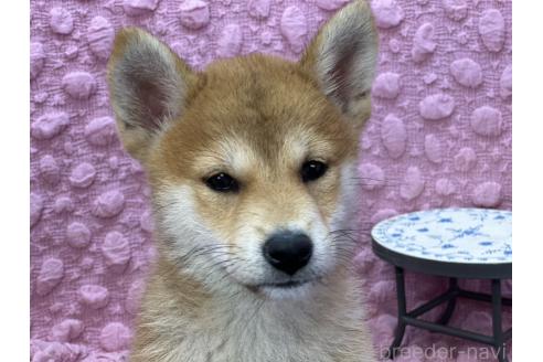 販売中の茨城県の柴犬-390326の9枚目