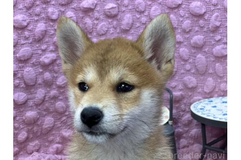 販売中の茨城県の柴犬-390326の8枚目
