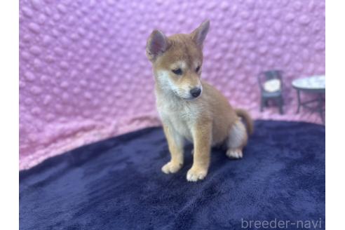 販売中の茨城県の柴犬-390326の7枚目