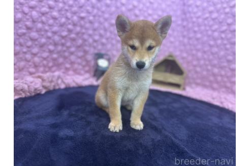 販売中の茨城県の柴犬-390326の6枚目