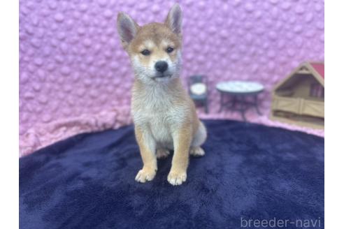 販売中の茨城県の柴犬-390326の5枚目