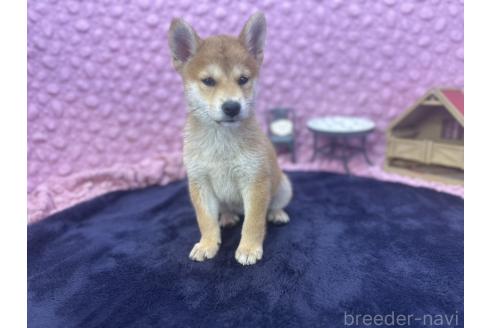 販売中の茨城県の柴犬-390326の4枚目