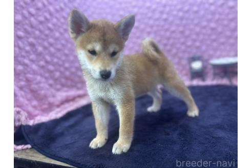 販売中の茨城県の柴犬-390326の3枚目
