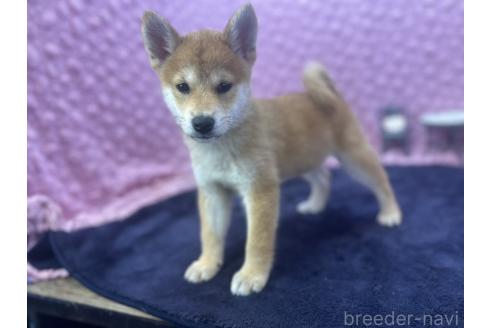 販売中の茨城県の柴犬-390326の2枚目