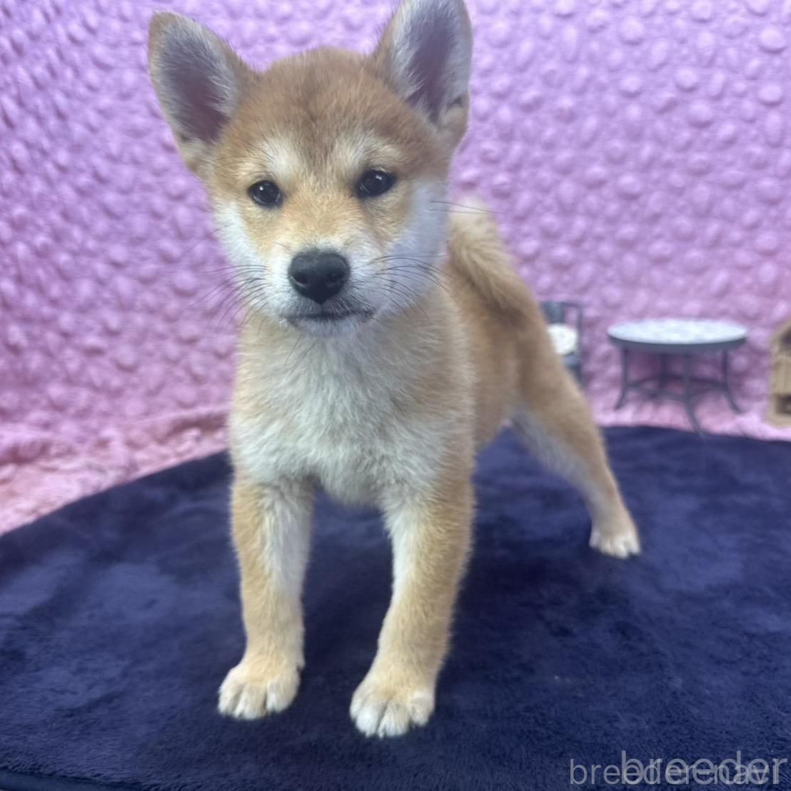 販売中の茨城県の柴犬-390326