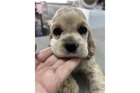 販売中の鹿児島県のアメリカンコッカースパニエル-391995の3枚目