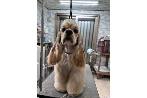 販売中の鹿児島県のアメリカンコッカースパニエル-392002の2枚目