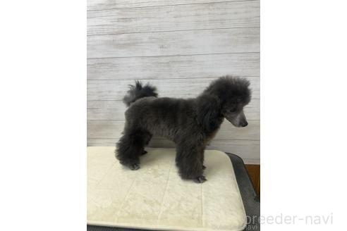 販売中の岡山県のマルプー:マルチーズ×トイプードル-374500の2枚目