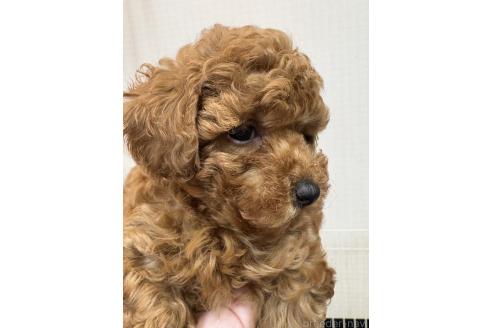 販売中の福岡県のティーカッププードル-392006の3枚目