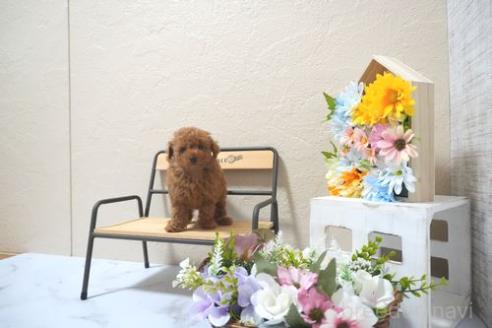 販売中の滋賀県のトイプードル-392017の2枚目