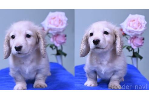 成約済の愛媛県のミニチュアダックスフンド(ロングヘアード)-386302の5枚目