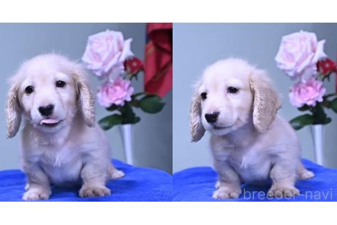 成約済の愛媛県のミニチュアダックスフンド(ロングヘアード)-386302の4枚目
