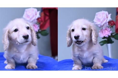 成約済の愛媛県のミニチュアダックスフンド(ロングヘアード)-386302の3枚目