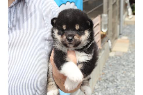 販売中の埼玉県の柴犬-392024の6枚目