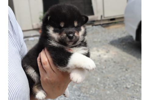 販売中の埼玉県の柴犬-392024の5枚目