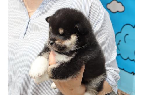 販売中の埼玉県の柴犬-392024の4枚目